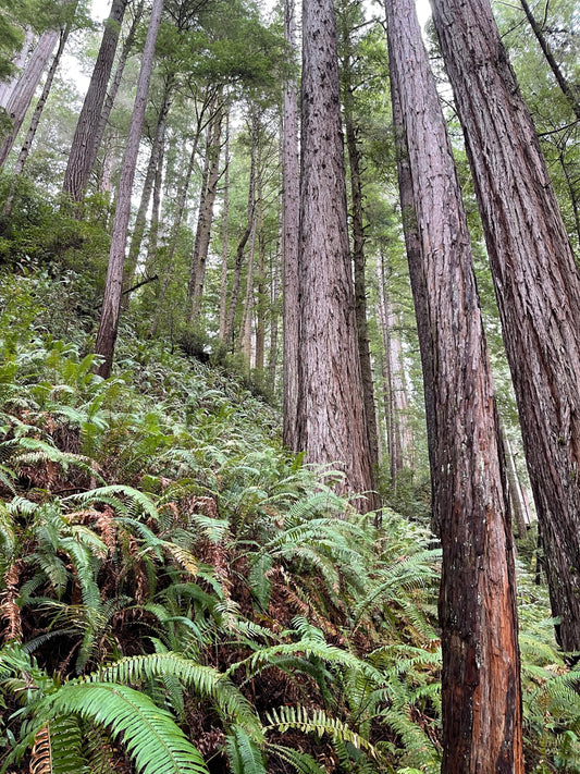 Step Into an Oregon Forest, No Hiking Boots Required